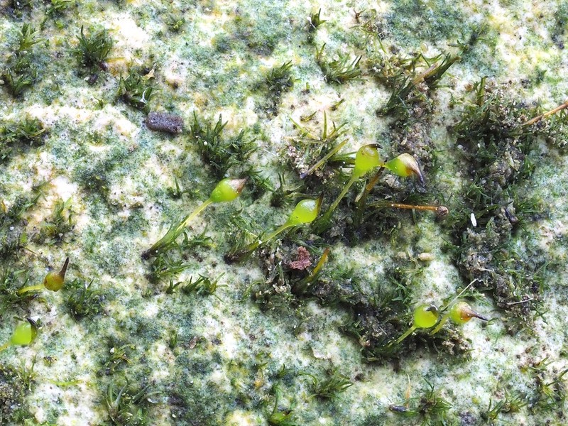 Small Limestone Moss photo 2