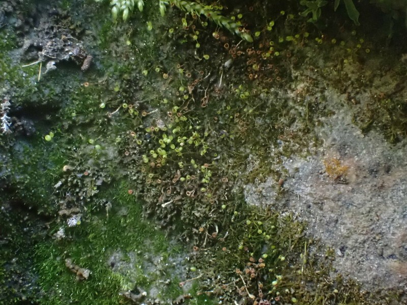Small Limestone Moss photo 3