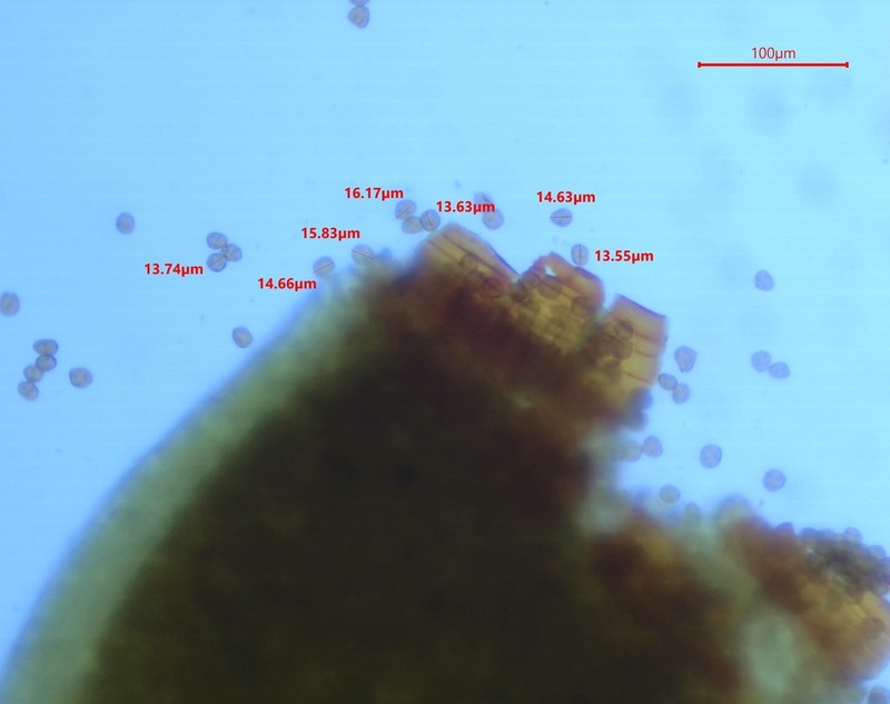 Small Limestone Moss photo 4