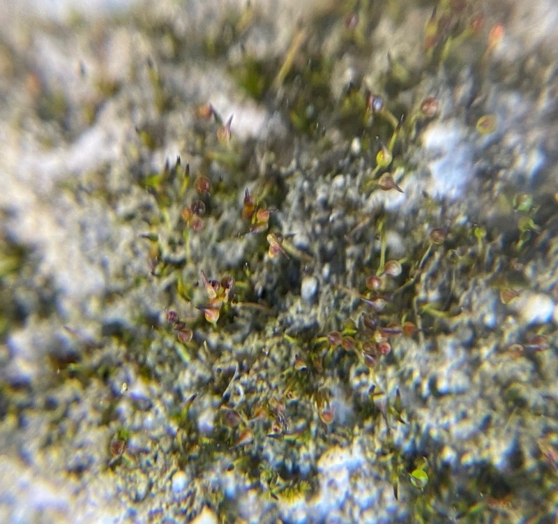 Small Limestone Moss photo 5