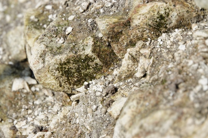Small Limestone Moss photo 6