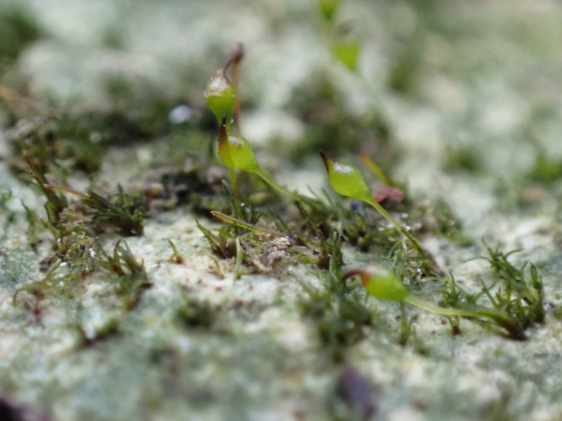 Small Limestone Moss photo 7