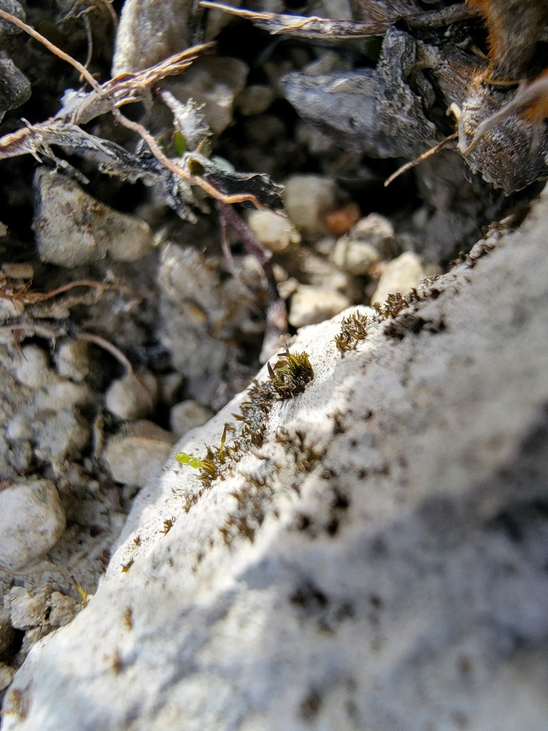 Small Limestone Moss photo 8