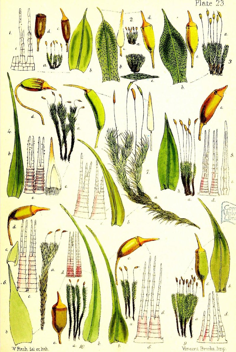 Small Limestone Moss