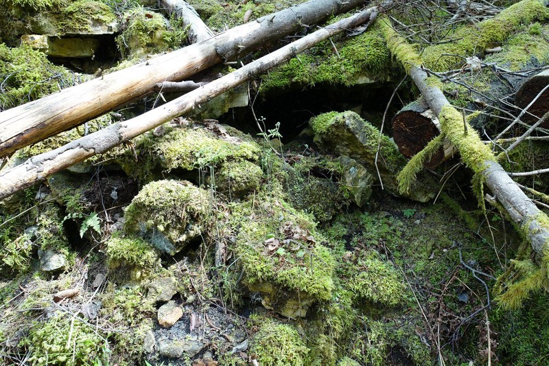 Small Limestone Moss
