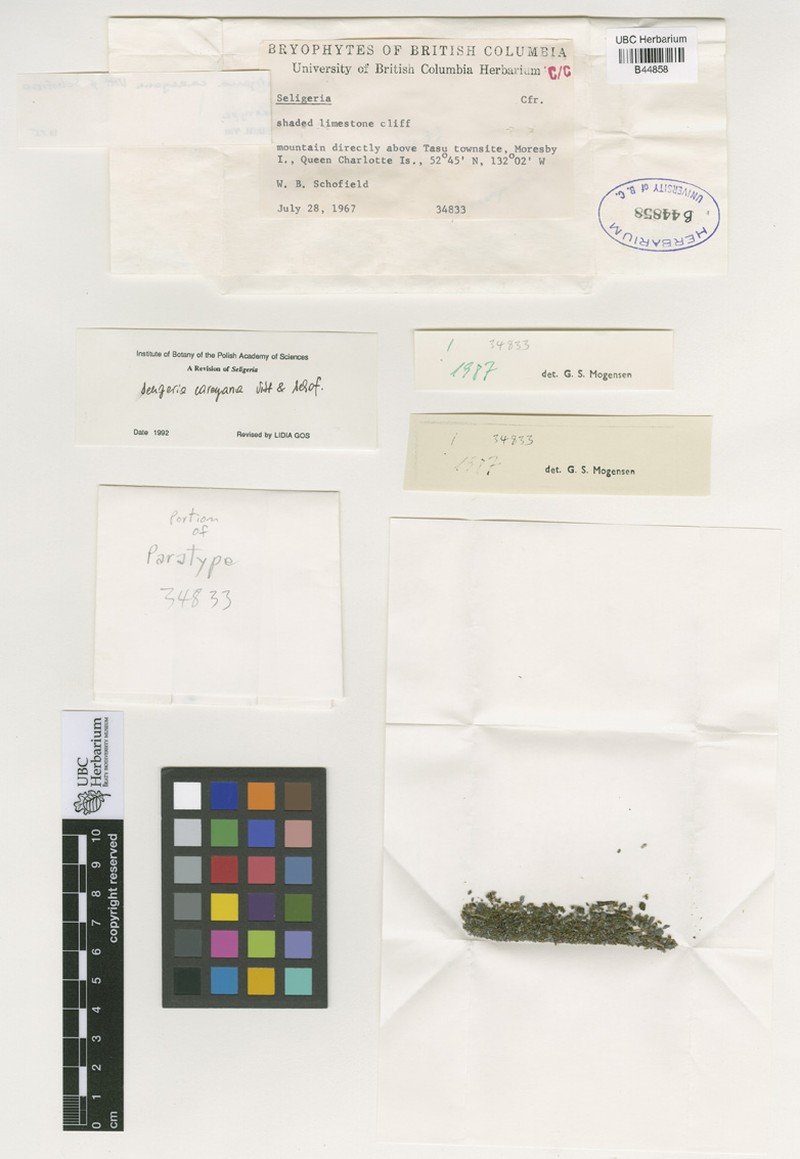 Carey Small Limestone Moss