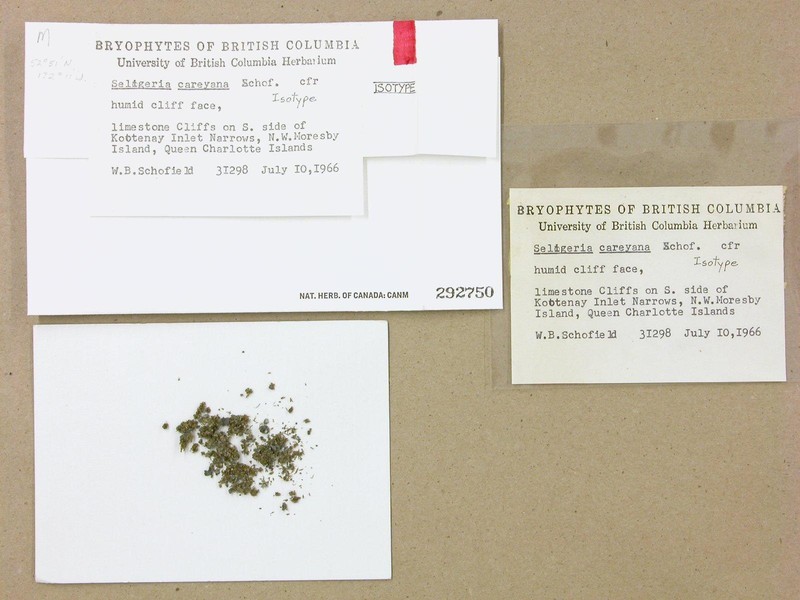 Carey Small Limestone Moss photo 2