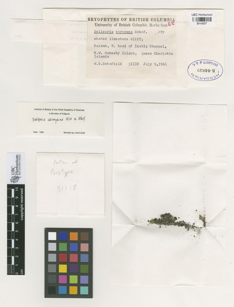 Carey Small Limestone Moss photo 3