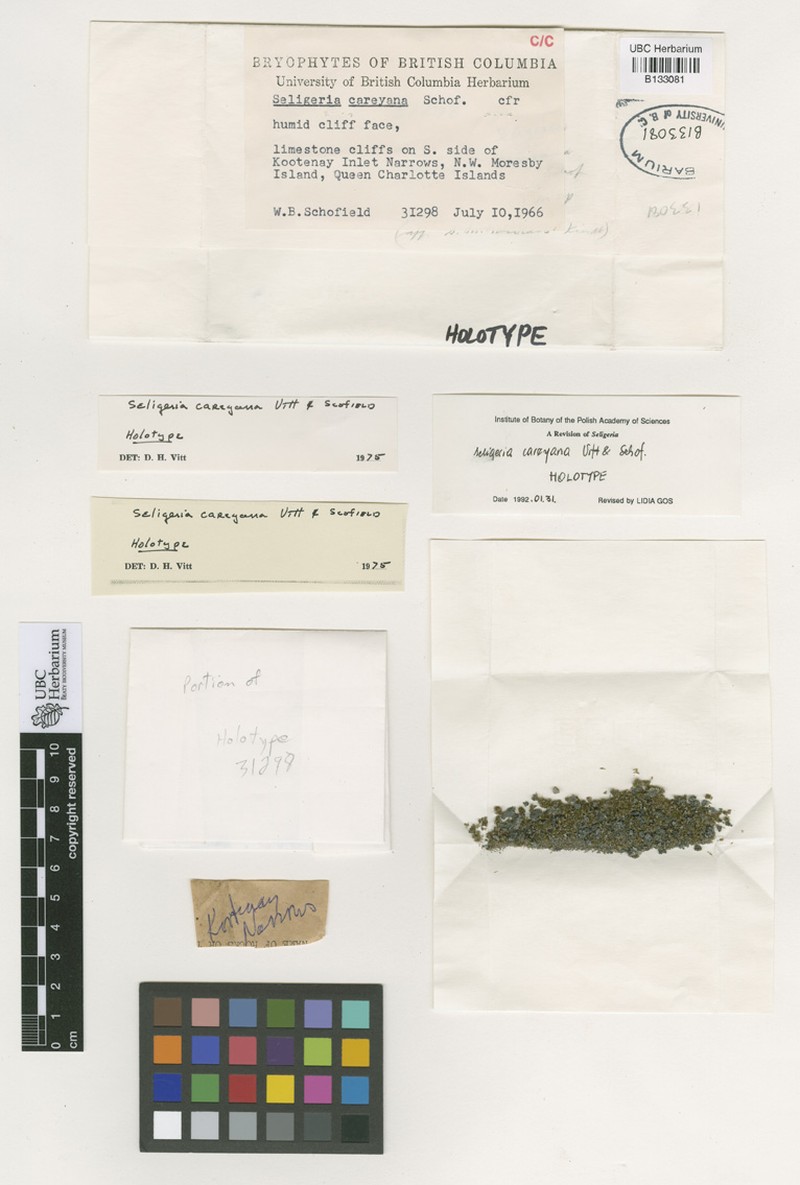 Carey Small Limestone Moss photo 4
