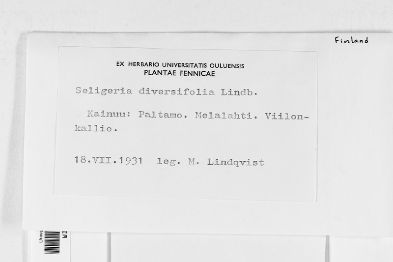 Diverseleaf Small Limestone Moss photo 3