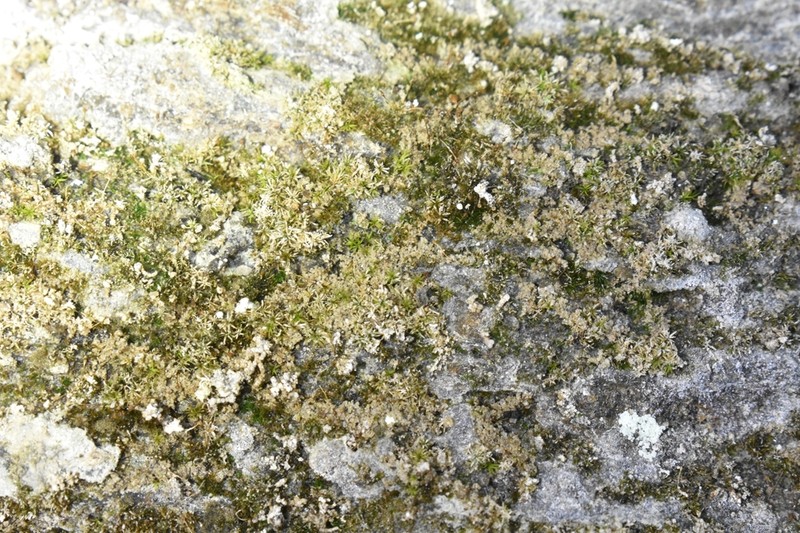 Donn's Small Limestone Moss