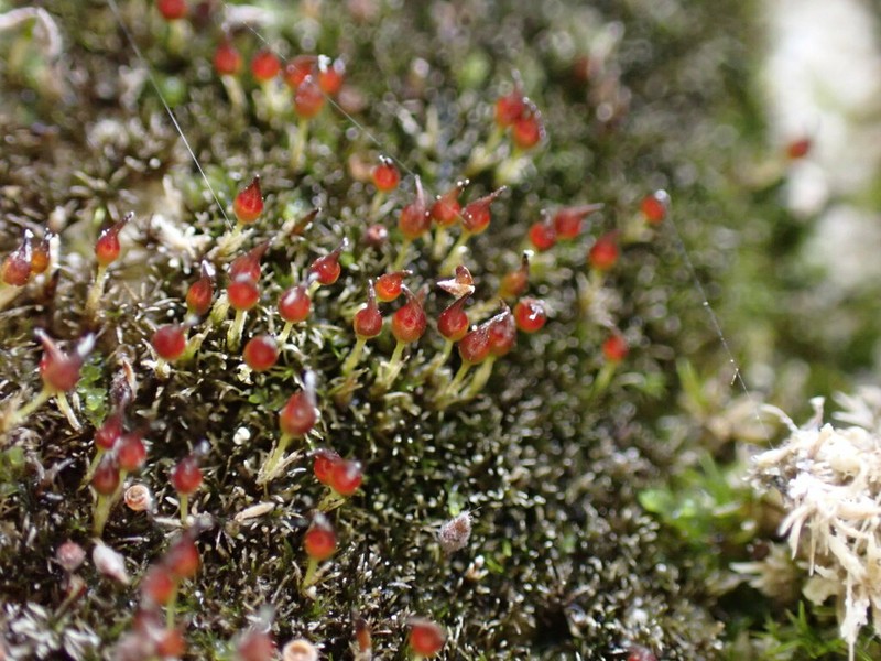 Donn's Small Limestone Moss photo 2