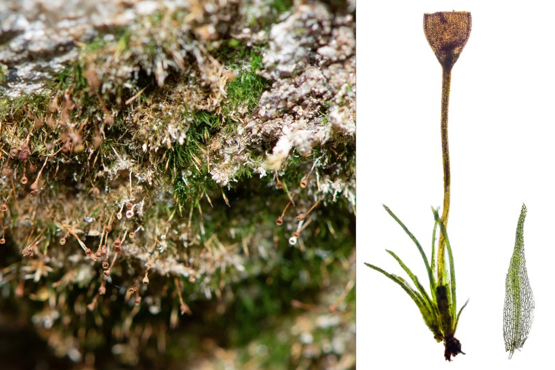 Donn's Small Limestone Moss photo 3