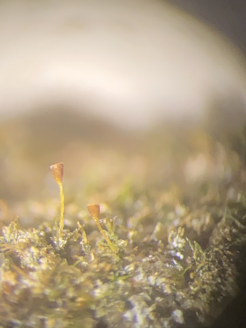 Donn's Small Limestone Moss photo 4
