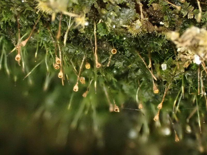 Donn's Small Limestone Moss photo 5