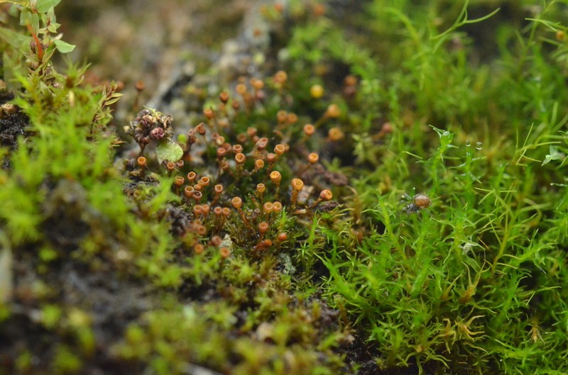 Donn's Small Limestone Moss photo 6