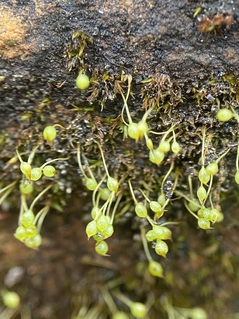 Donn's Small Limestone Moss photo 7