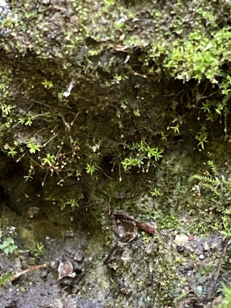 Donn's Small Limestone Moss photo 8