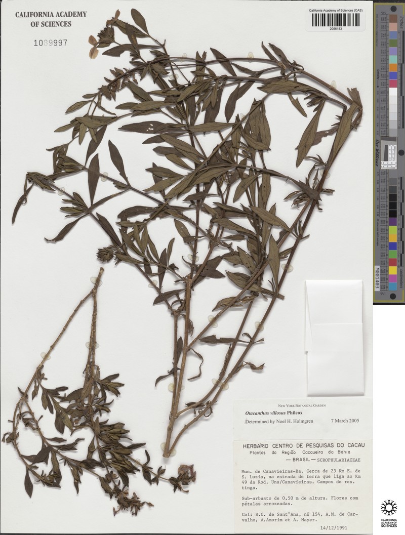 Northern Small Limestone Moss