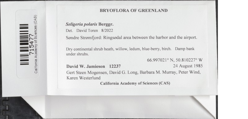 Northern Small Limestone Moss photo 3