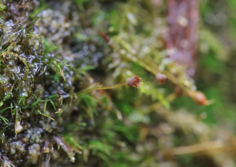 Small Limestone Moss