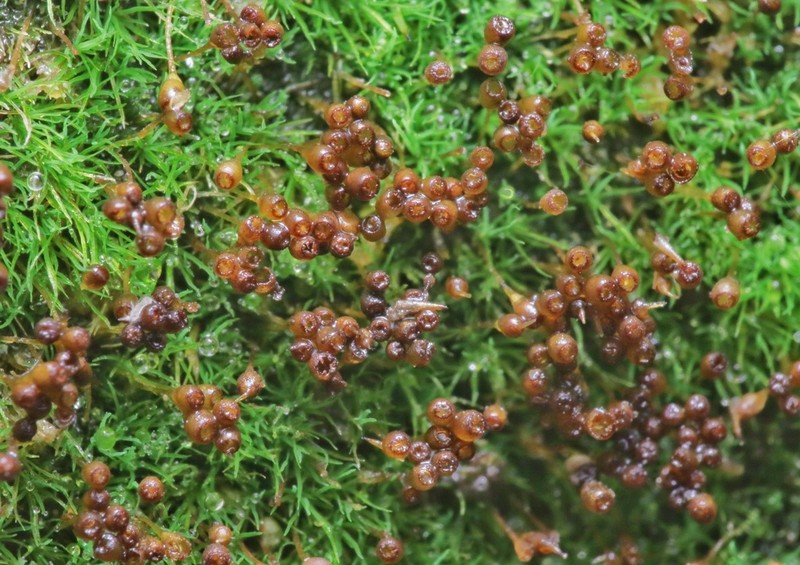 Small Limestone Moss photo 2