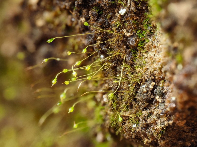 Small Limestone Moss photo 3