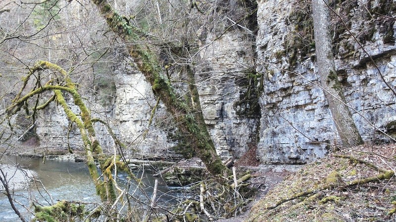 Small Limestone Moss photo 4
