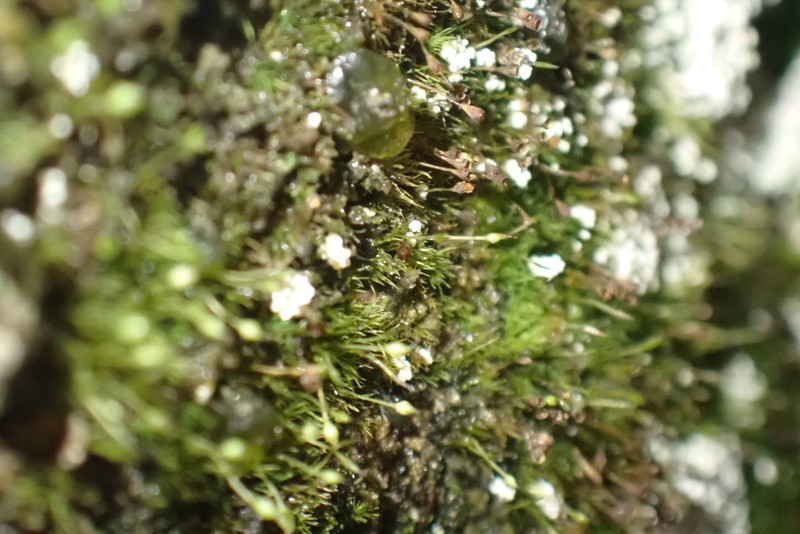 Small Limestone Moss photo 5
