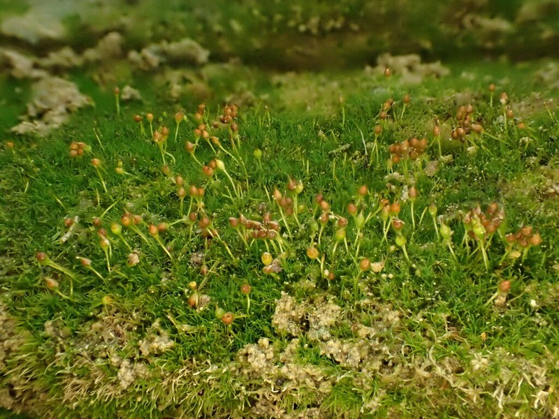 Small Limestone Moss photo 6