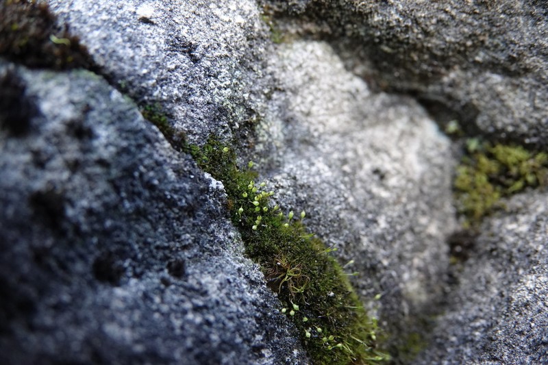 Small Limestone Moss photo 7