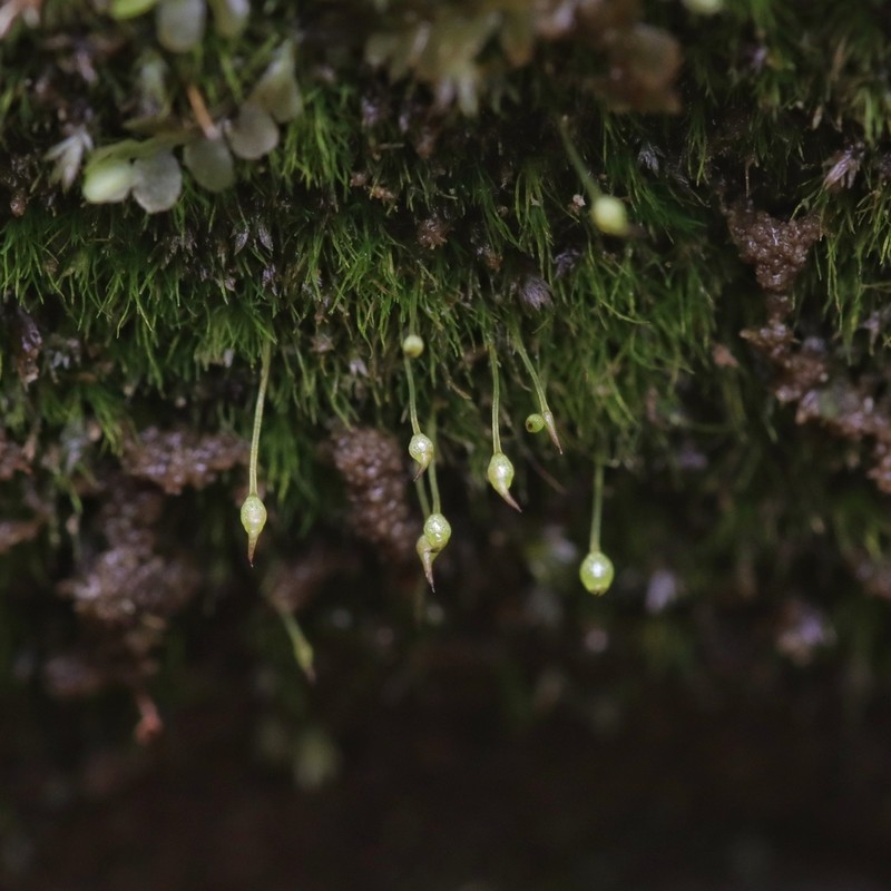 Small Limestone Moss photo 8