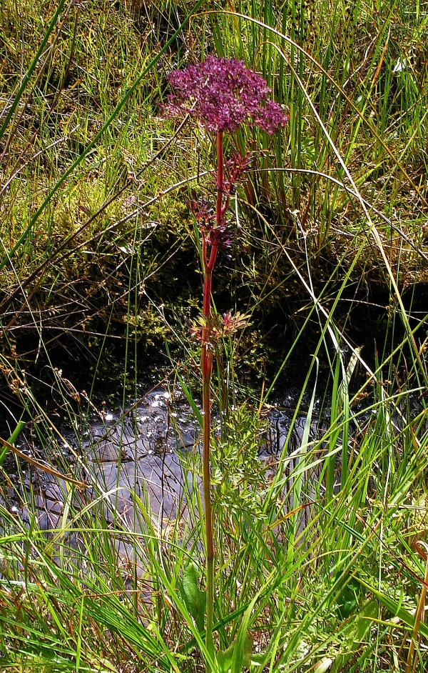 Little-Leaf Angelica photo 4
