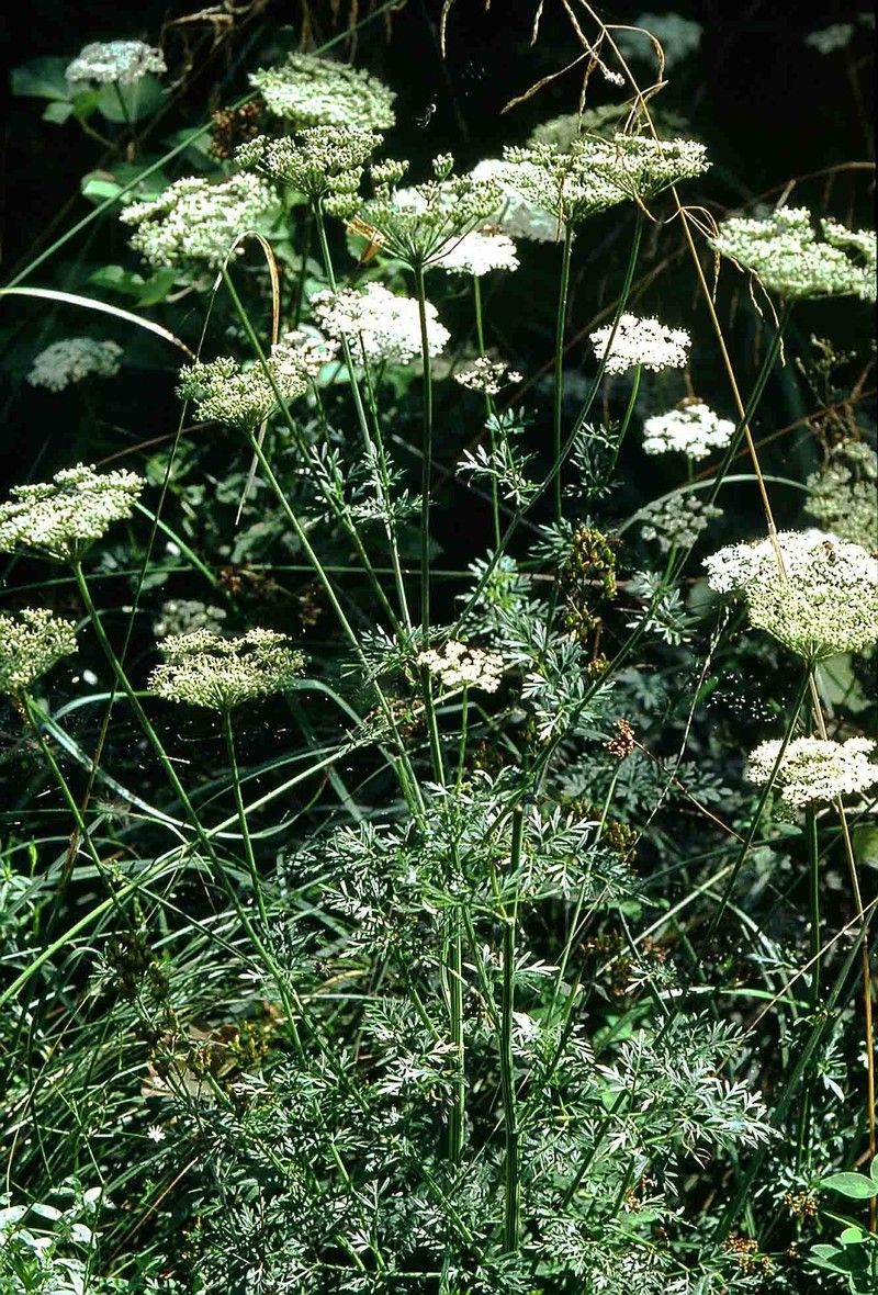 Little-Leaf Angelica