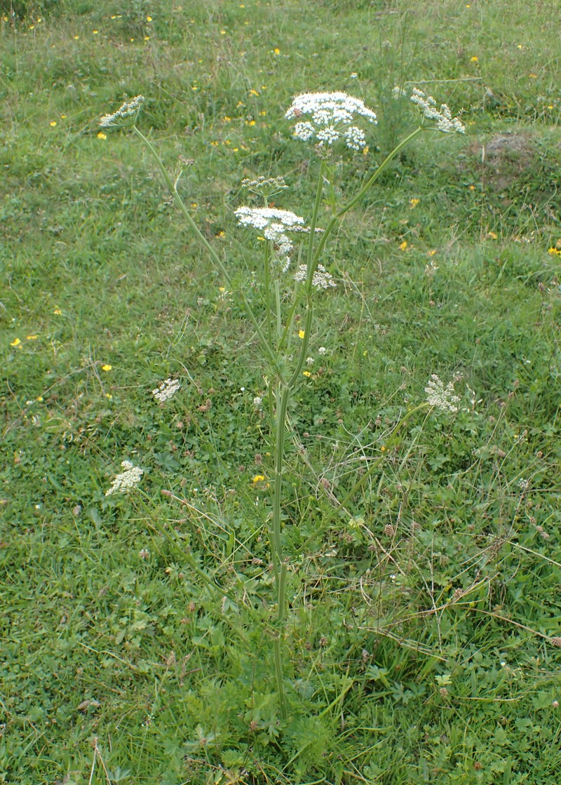 Little-Leaf Angelica photo 2
