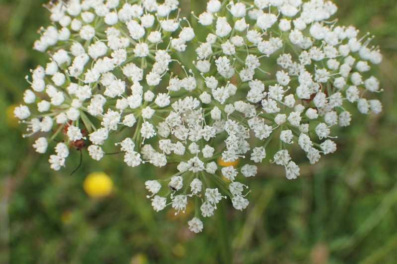 Little-Leaf Angelica photo 3