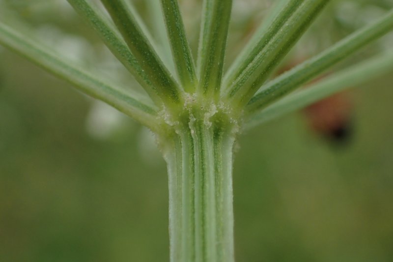 Little-Leaf Angelica photo 5