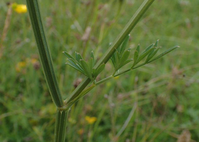 Little-Leaf Angelica photo 6