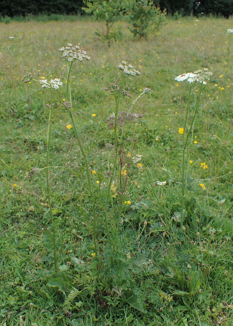 Little-Leaf Angelica photo 7