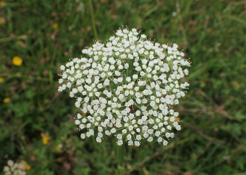 Little-Leaf Angelica photo 8