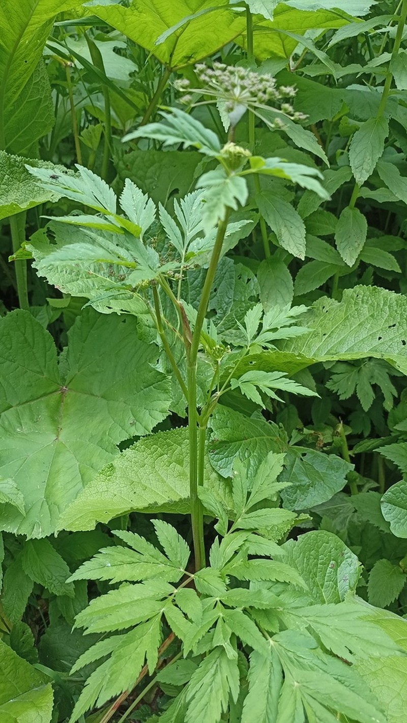 Selinum physospermifolium