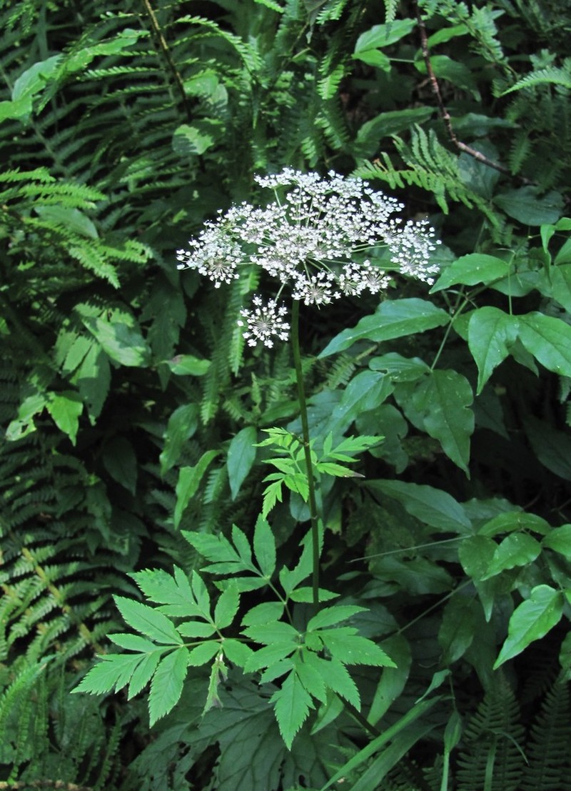 Selinum physospermifolium photo 2