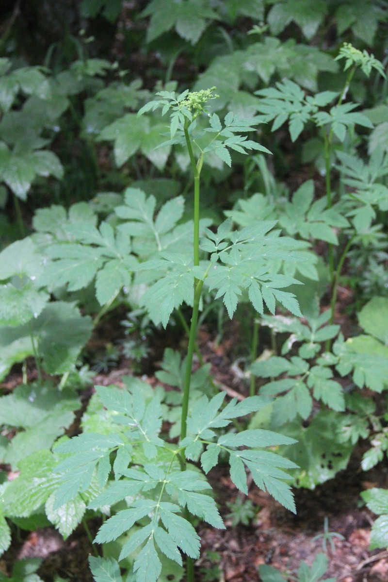 Selinum physospermifolium photo 3