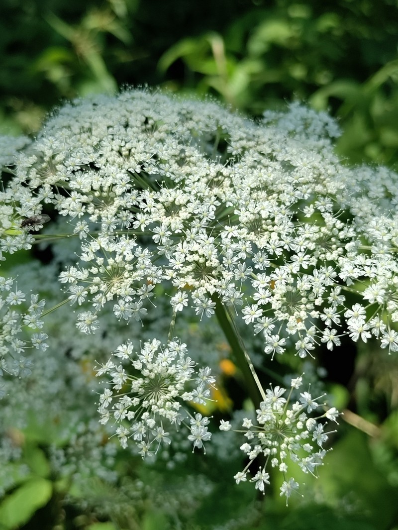 Selinum physospermifolium photo 4