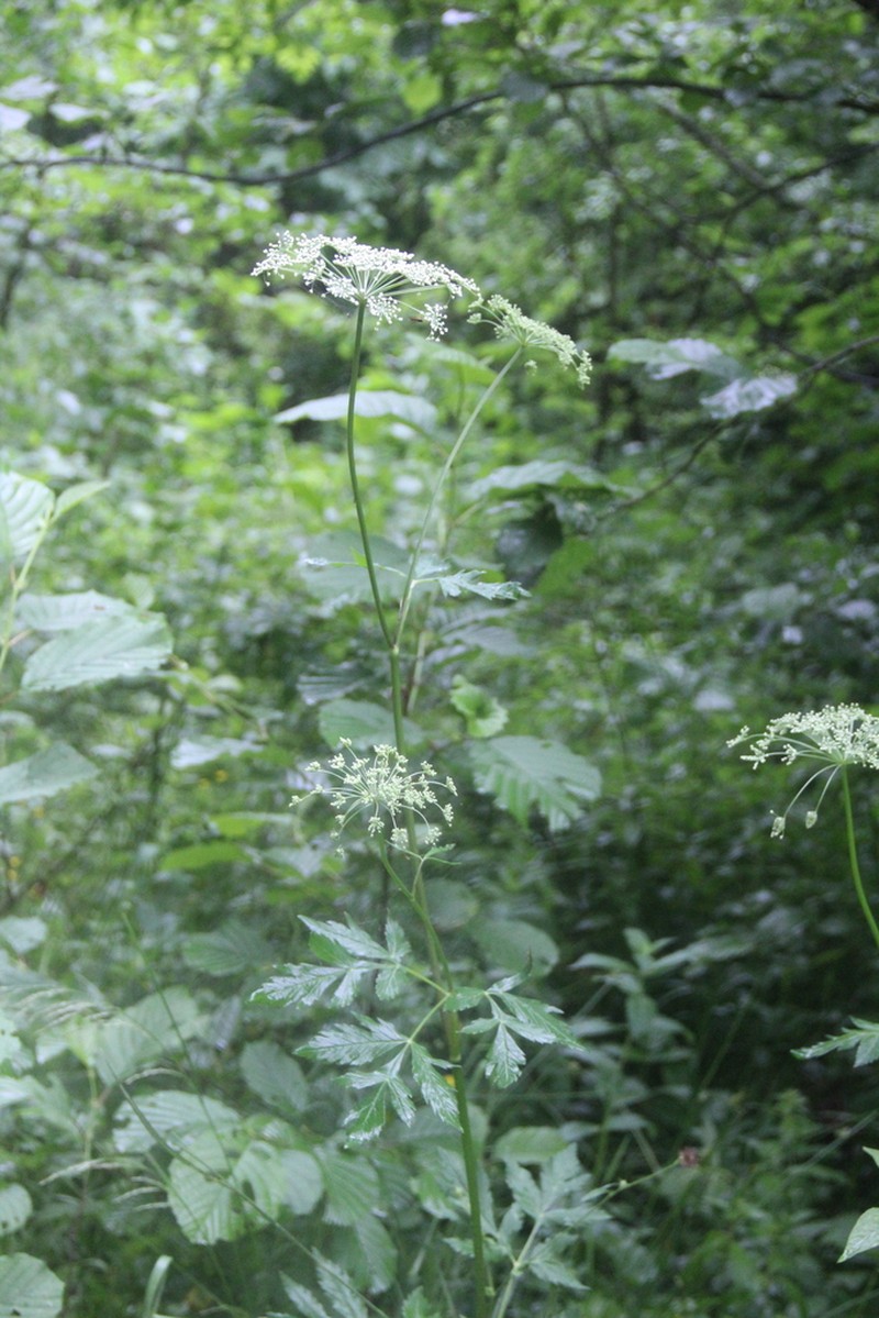 Selinum physospermifolium photo 5