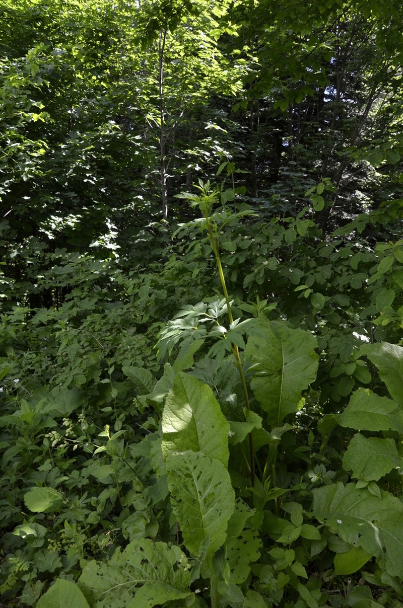 Selinum physospermifolium photo 6