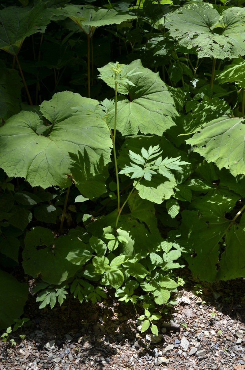 Selinum physospermifolium photo 7