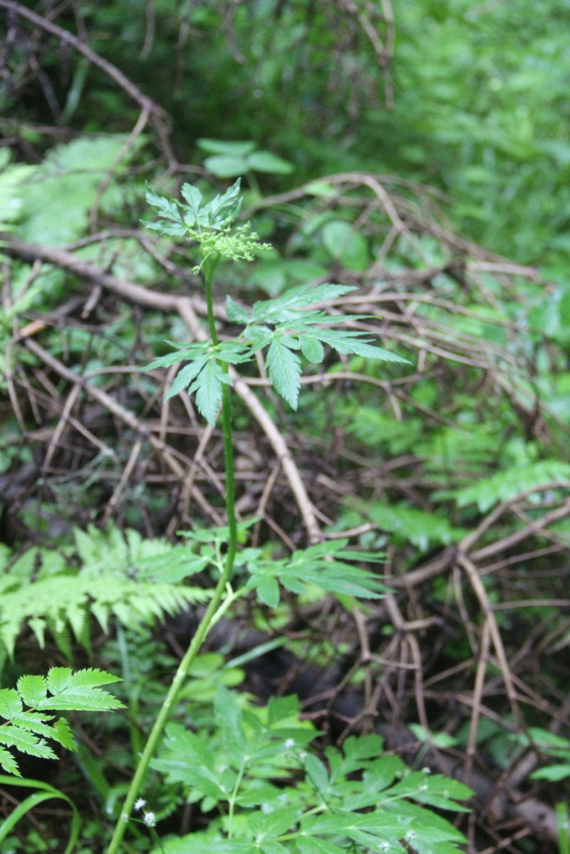 Selinum physospermifolium photo 8