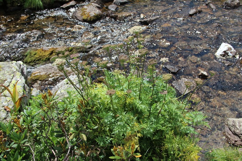 Selinum rhodopetalum