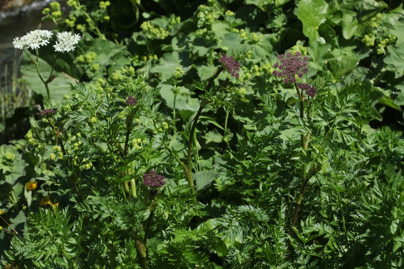 Selinum rhodopetalum photo 3